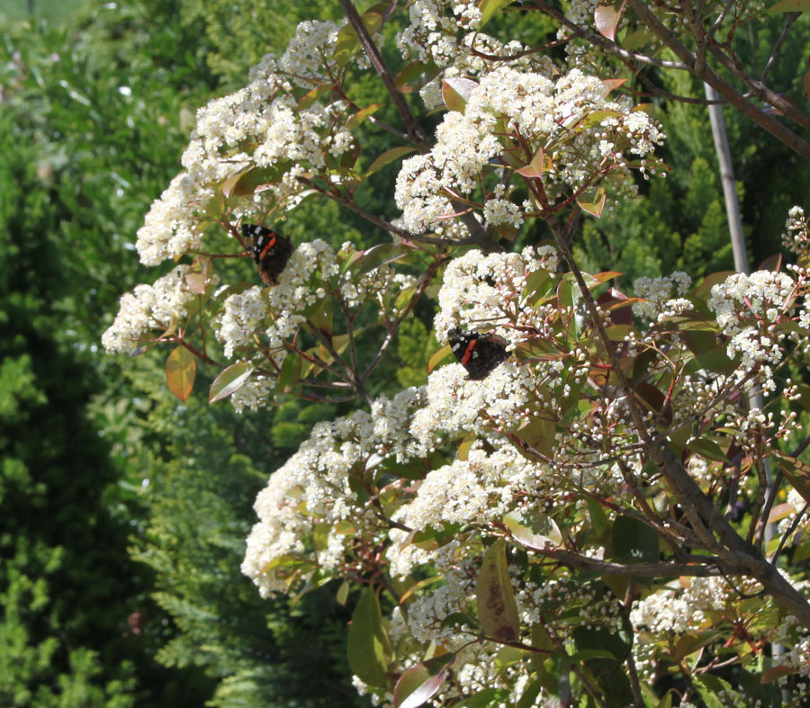 finalmente le vanesse